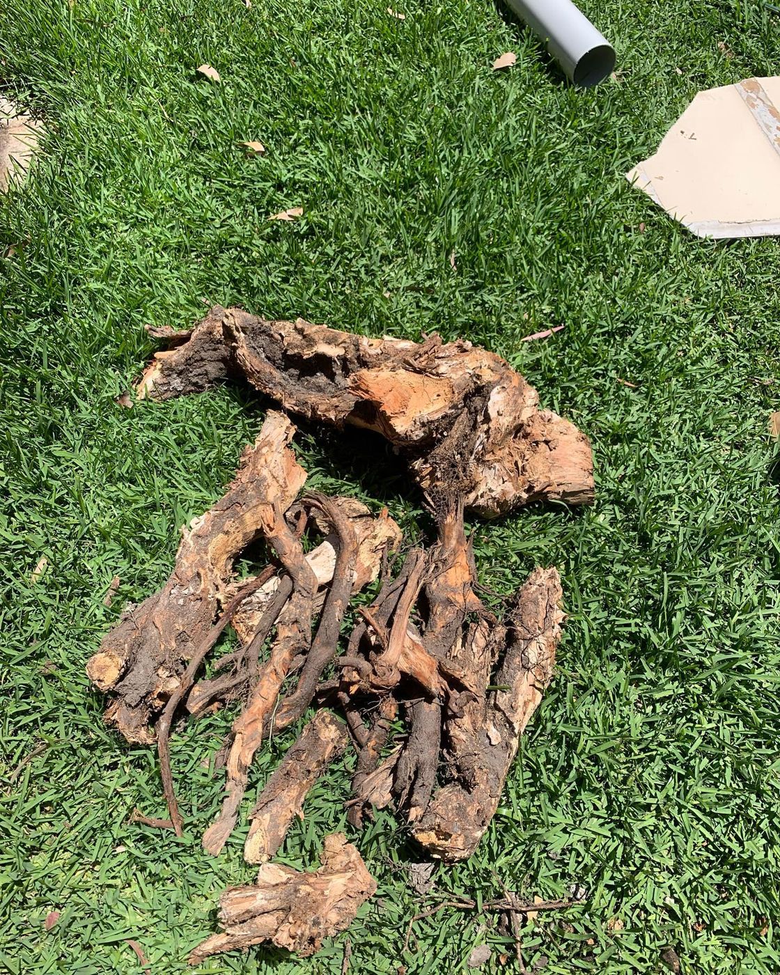 Roots out, new line in before